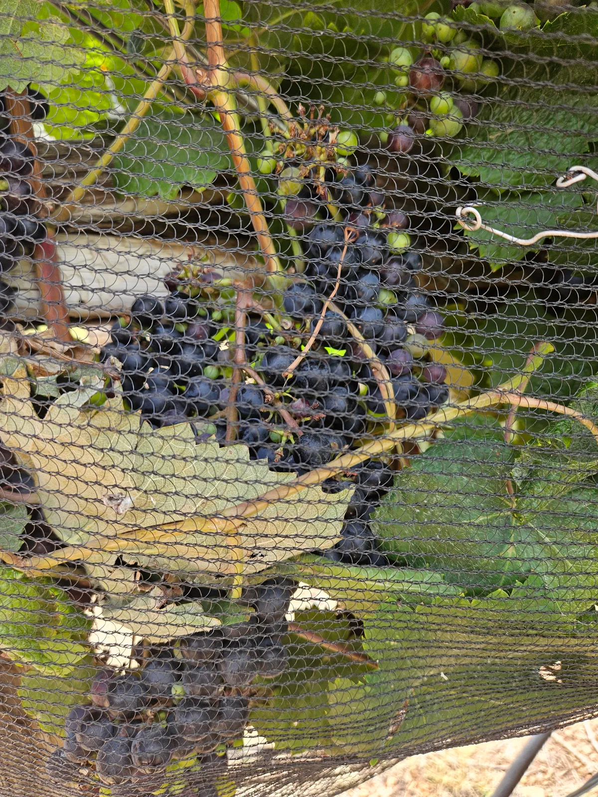 William Chris Vineyards: our anchor wine club in Hye, Texas